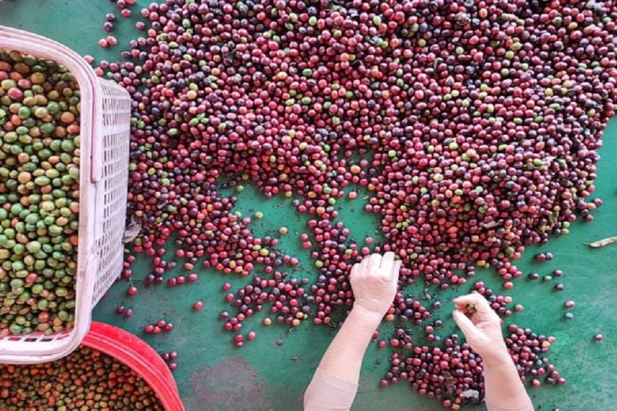 Cà phê chế biến từ giống Robusta Thiên Phúc đã được ghi nhận trong nhóm cà phê đặc sản Việt Nam. Cà phê chế biến từ giống Robusta Thiên Phúc đã được ghi nhận trong nhóm cà phê đặc sản Việt Nam.