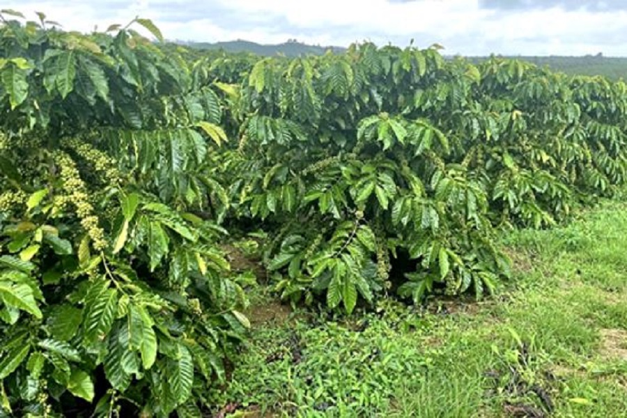Giống cà phê Robusta Thiên Phúc tại HTX Nông nghiệp Miền Cao Nguyên. Giống cà phê Robusta Thiên Phúc tại HTX Nông nghiệp Miền Cao Nguyên.