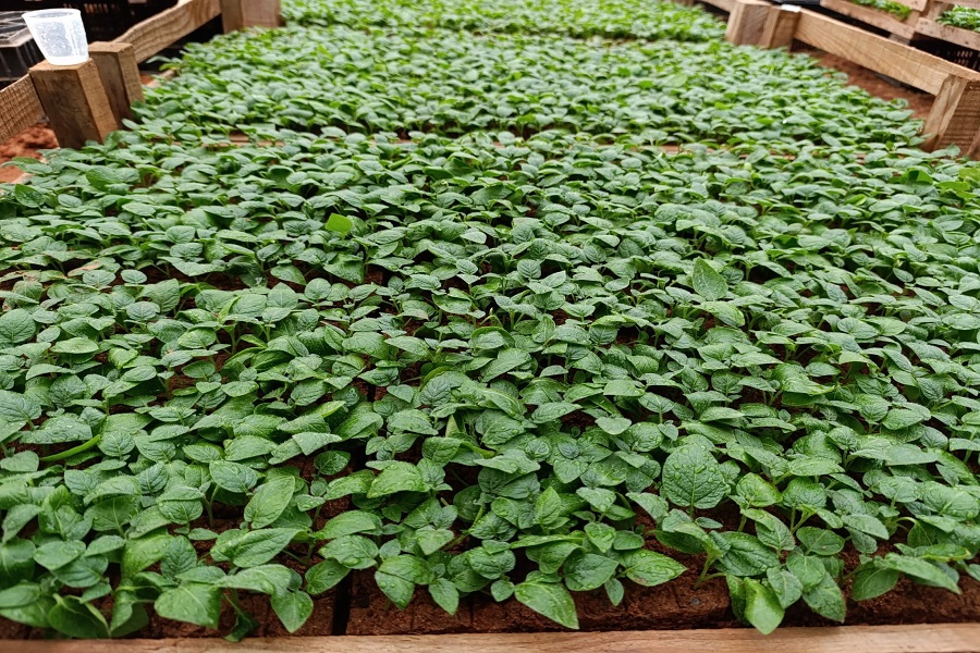 Giống khoai t&acirc;y: TK15.80- vỏ hồng, ruột v&agrave;ng.