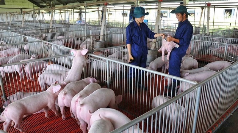 Giá heo hơi hôm nay 24/7: Cao nhất 66.000 đồng/kg