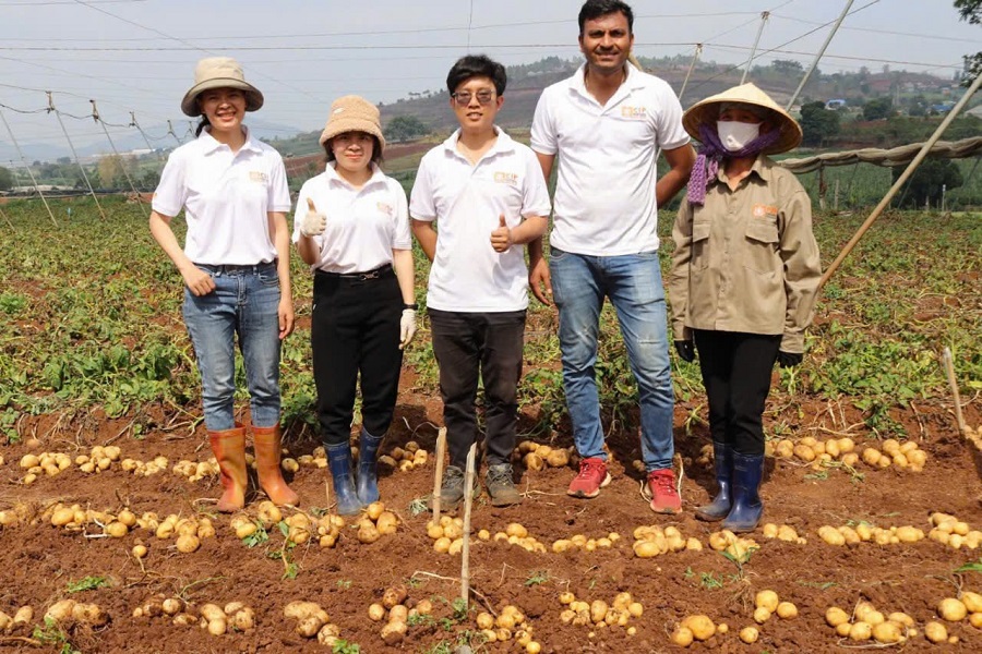 C&aacute;c c&aacute;n bộ Trung t&acirc;m Nghi&ecirc;n cứu Khoai t&acirc;y, Rau v&agrave; Hoa thu hoạch khoai t&acirc;y. (Ảnh: Trung t&acirc;m Nghi&ecirc;n cứu Khoai t&acirc;y, Rau v&agrave; Hoa)