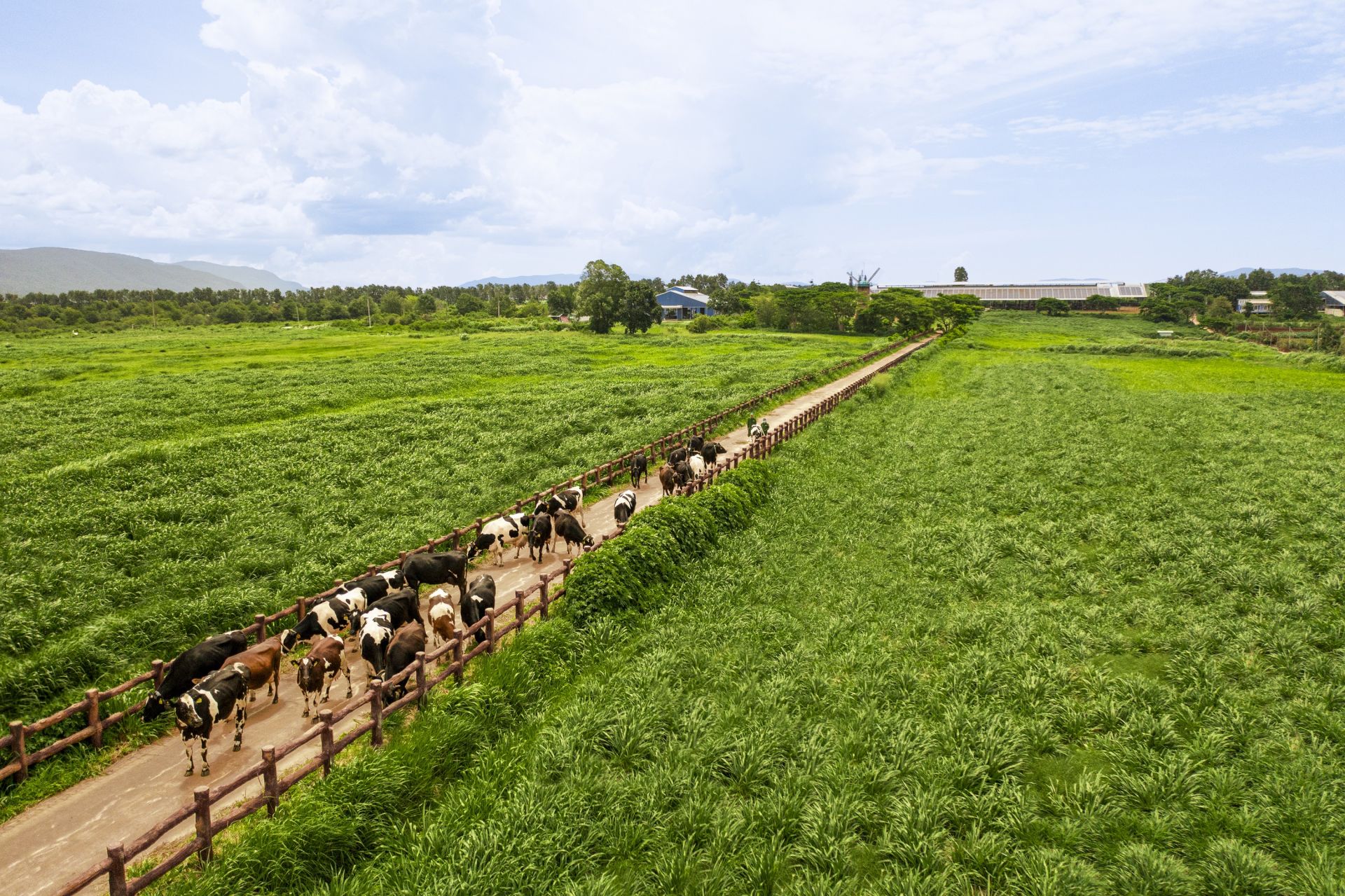 Đặt nền móng cho ngành chăn nuôi bò sữa Việt Nam, Vinamilk hiện sở hữu hệ thống 15 trang trại đạt chuẩn Global S.L.P với năng lực cung ứng khoảng 1,1 triệu lít sữa tươi/ngày. Đặt nền móng cho ngành chăn nuôi bò sữa Việt Nam, Vinamilk hiện sở hữu hệ thống 15 trang trại đạt chuẩn Global S.L.P với năng lực cung ứng khoảng 1,1 triệu lít sữa tươi/ngày.