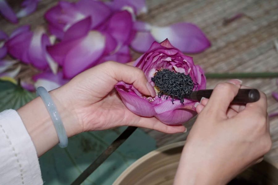 Ngyệ nhân Dương Lệ đã chuẩn bị 200 bông sen Bách Diệp hàm tiếu từ đầm Trị, Tây Hồ Ngyệ nhân Dương Lệ đã chuẩn bị 200 bông sen Bách Diệp hàm tiếu từ đầm Trị, Tây Hồ
