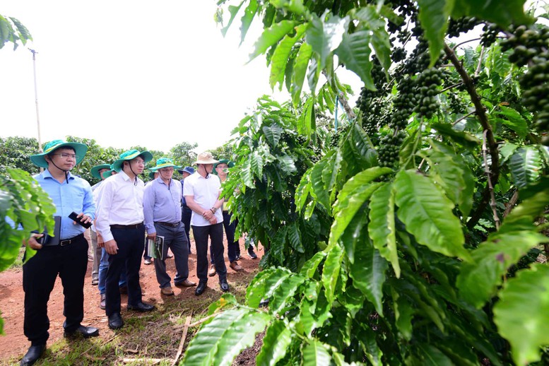 Hoạt động tham quan m&ocirc; h&igrave;nh canh t&aacute;c v&agrave; sơ chế c&agrave; ph&ecirc; Robusta