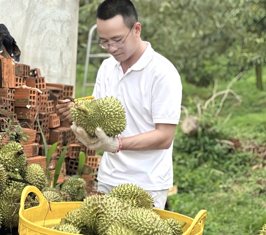 Đắk Lắk: Phát động chiến dịch truyền thông số quảng bá Lễ hội thương hiệu Sầu riêng năm 2026