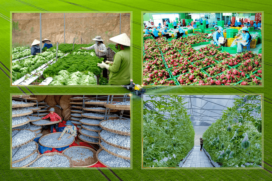 Sản phẩm n&ocirc;ng nghiệp hữu cơ của tỉnh L&acirc;m Đồng đa dạng v&agrave; phong ph&uacute;. (Ảnh: L&ecirc; Dung)