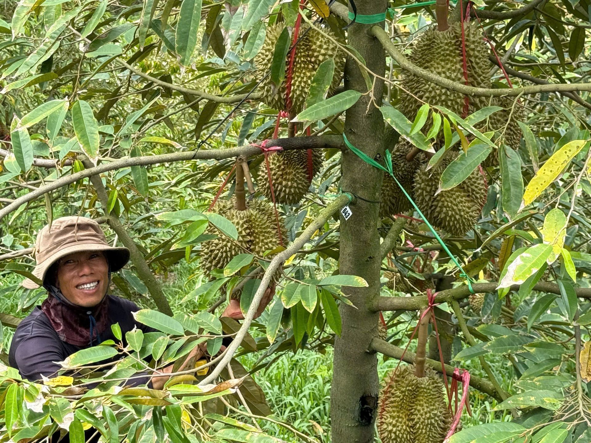 Thanh tra Chính phủ vào cuộc sau sai phạm về mã số vùng trồng sầu riêng