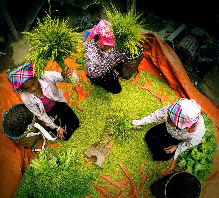 Lễ hội Cốm Tú Lệ 2026: Tôn vinh văn hóa, quảng bá du lịch vùng cao