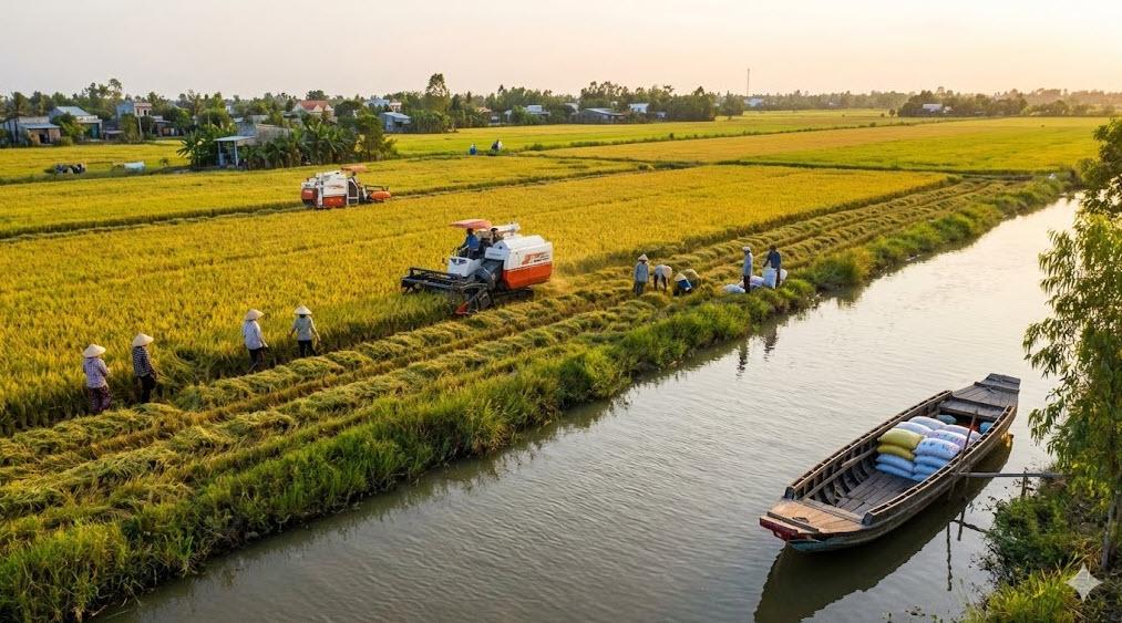 Giá lúa gạo hôm nay 30/7: Gạo nguyên liệu bật tăng