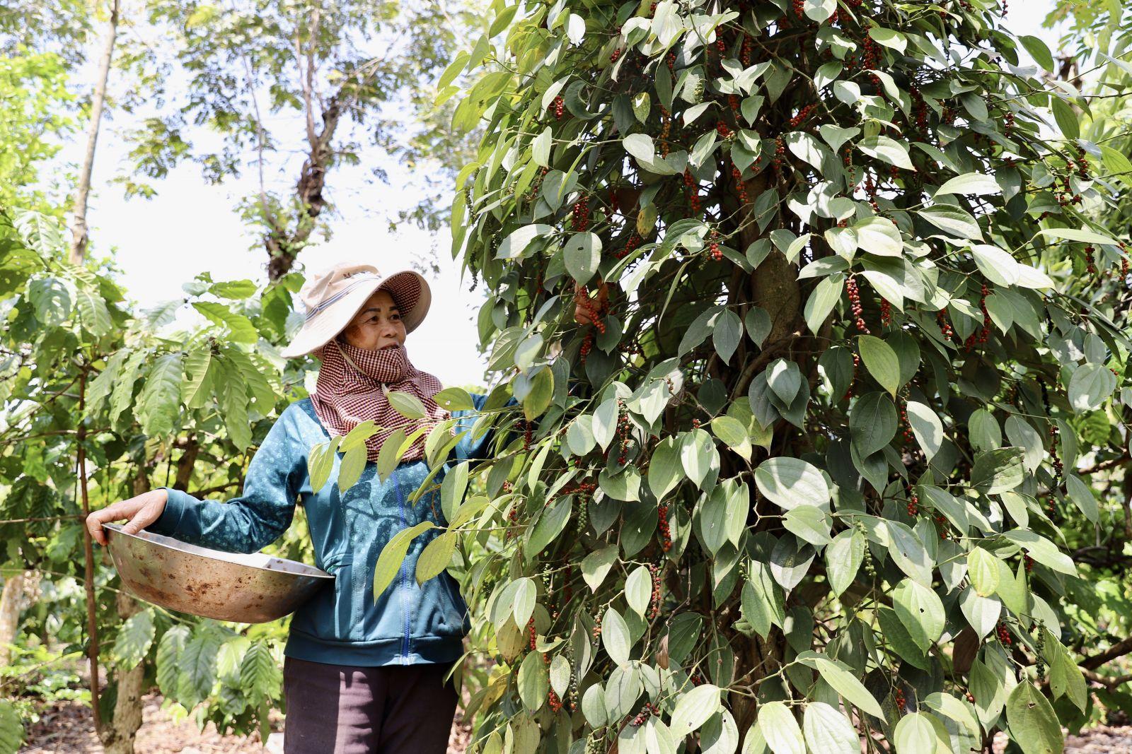 Gi&aacute; ti&ecirc;u trong nước tăng phi&ecirc;n thứ hai li&ecirc;n tiếp, trong khi ng&agrave;nh hồ ti&ecirc;u đẩy mạnh sản xuất bền vững để đ&aacute;p ứng y&ecirc;u cầu từ c&aacute;c thị trường xuất khẩu.