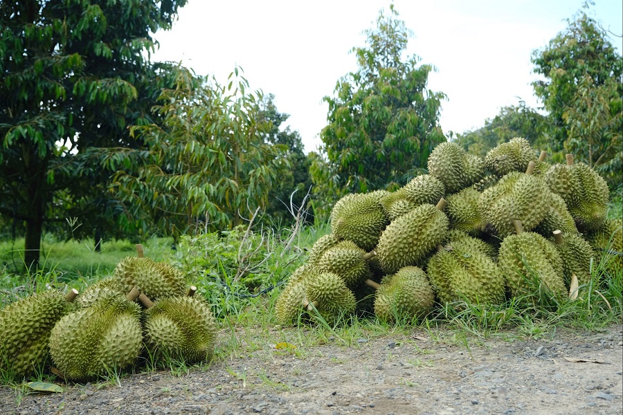 Ng&agrave;nh n&ocirc;ng nghiệp tỉnh L&acirc;m Đồng c&oacute; c&aacute;c quyết tr&ecirc;n sau khi c&aacute;c c&ocirc;ng ty n&agrave;y chủ động đề nghị hủy c&aacute;c m&atilde; số đ&atilde; cấp để ph&ograve;ng ngừa rủi ro ph&aacute;p l&yacute; ph&aacute;t sinh. (Ảnh minh họa: Đức T&uacute;)