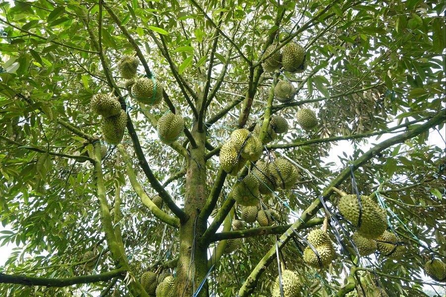 Lâm Đồng thu hồi mã số vùng trồng, cơ sở đóng gói sầu riêng của 4 doanh nghiệp để phòng ngừa rủi ro pháp lý