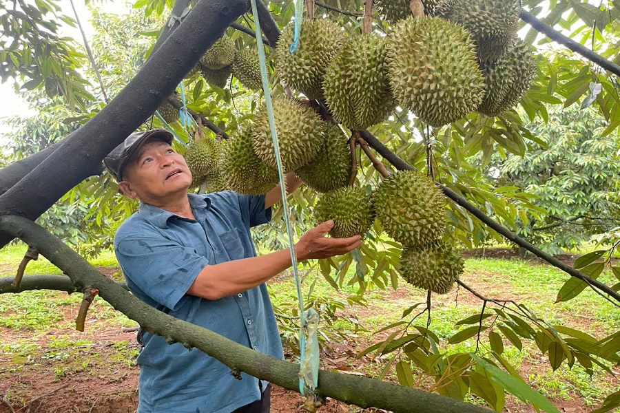 N&ocirc;ng d&acirc;n phường Nam Gia Nghĩa ph&aacute;t triển m&ocirc; h&igrave;nh Trồng sầu ri&ecirc;ng chất lượng cao theo quy tr&igrave;nh đ&aacute;p ứng y&ecirc;u cầu xuất khẩu. (Ảnh: Văn T&acirc;m)