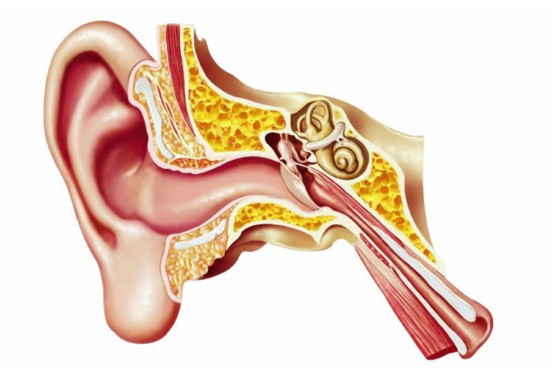 Tiếng ve kêu trong tai là dấu hiệu thần kinh thính giác đang bị tổn thương Tiếng ve kêu trong tai là dấu hiệu thần kinh thính giác đang bị tổn thương