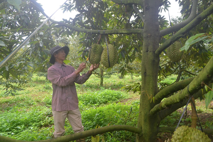 Một vườn s&acirc;̀u ri&ecirc;ng được cấp m&atilde; v&ugrave;ng trồng ở phường Đ&ocirc;ng Gia Nghĩa. (Ảnh: Hồng Thoan)