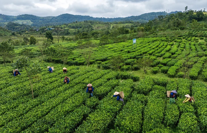 Vùng nguyên liệu chè Kon Plông được phát triển theo chuỗi liên kết giữa Hợp tác xã Chè sạch Đông Trường Sơn và các hộ dân Vùng nguyên liệu chè Kon Plông được phát triển theo chuỗi liên kết giữa Hợp tác xã Chè sạch Đông Trường Sơn và các hộ dân