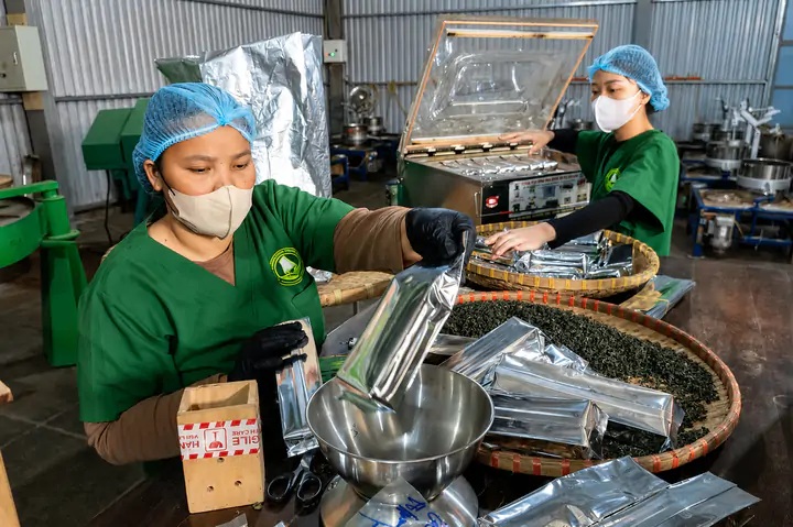 Sở hữu trí tuệ nâng tầm kinh tế tập thể vùng chè Quảng Ngãi