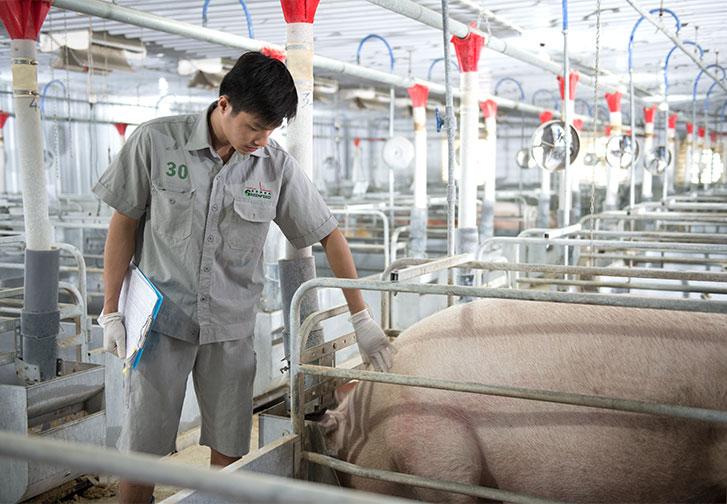 Giá heo hơi hôm nay 1/8: Miền Bắc giảm tiếp, thị trường chịu áp lực