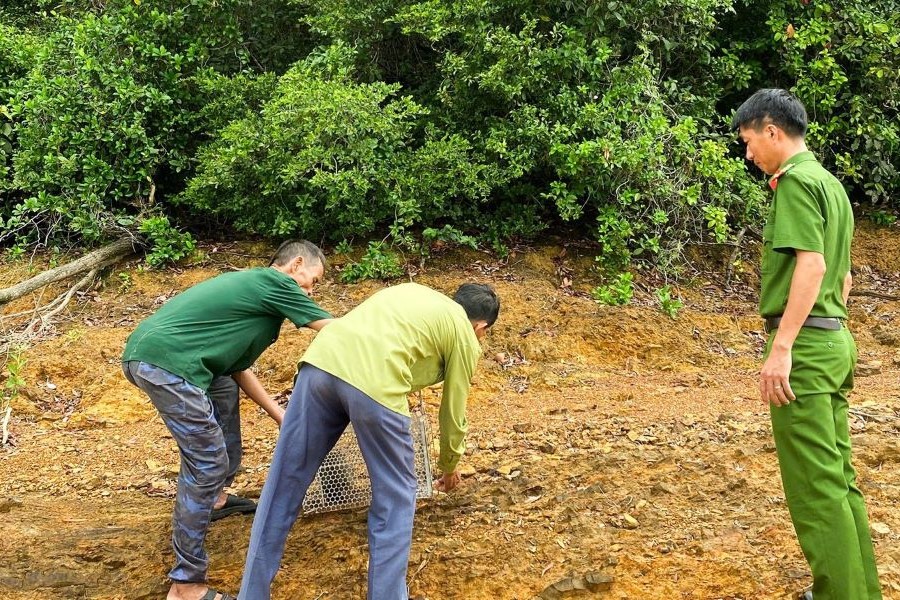 C&aacute; thể khỉ đu&ocirc;i lợn được thả về m&ocirc;i trường tự nhi&ecirc;n
