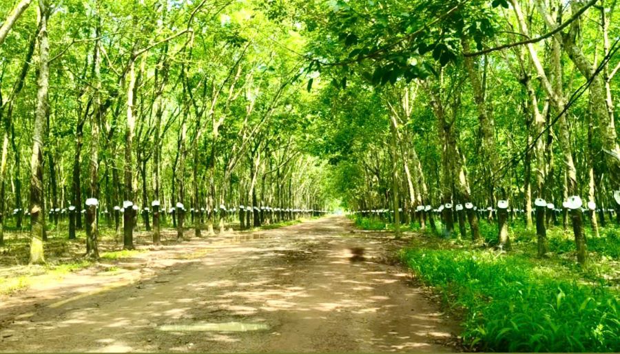 Giá cao su hôm nay 1/8: Đồng loạt tăng trên các sàn giao dịch châu Á