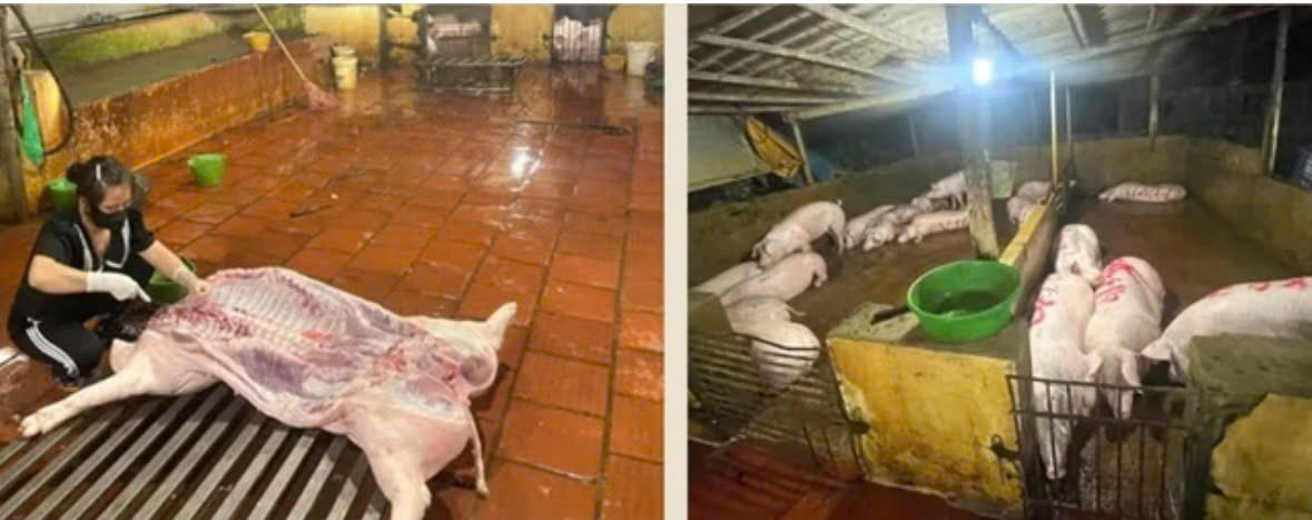 Hà Nội: Xử lý 2 cơ sở giết mổ lợn trái phép, buộc chuyển hàng chục con đến điểm giết mổ tập trung