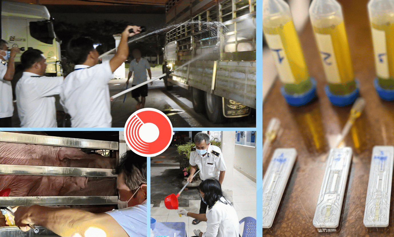 Sau vụ 280 con heo nhiễm chất cấm ở TP.HCM, Cục Chăn nuôi và Thú y yêu cầu siết kiểm tra toàn quốc