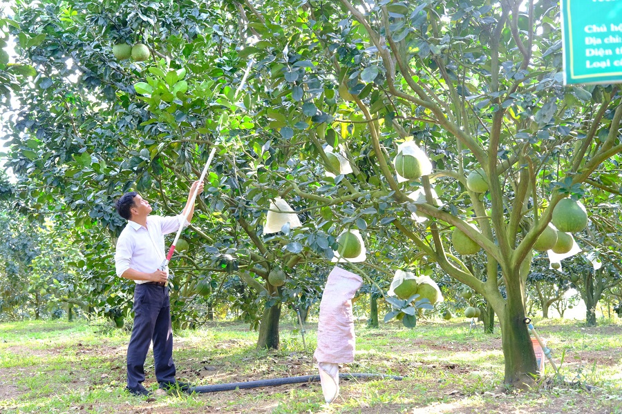 Nhiều diện tích trồng bưởi của nông dân tại vùng Cát Tiên, Đạ Tẻh đã được cấp chứng nhận mã số vùng trồng. Nhiều diện tích trồng bưởi của nông dân tại vùng Cát Tiên, Đạ Tẻh đã được cấp chứng nhận mã số vùng trồng.