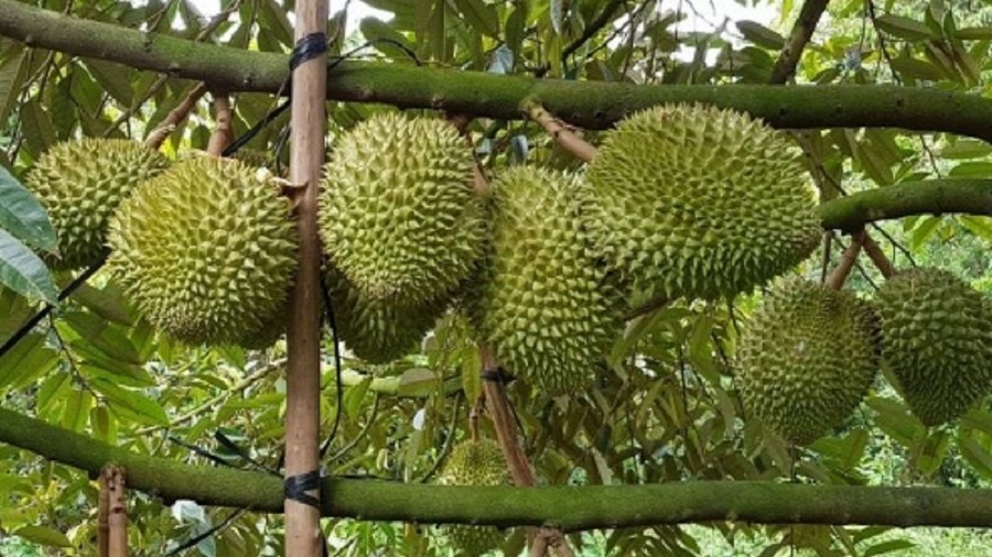 Giá sầu riêng hôm nay 2/8: Tăng nhẹ