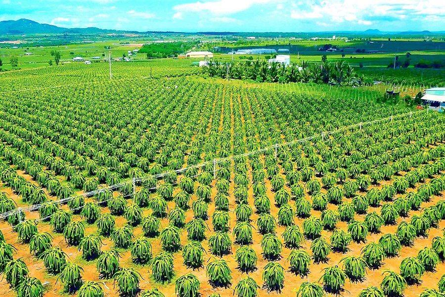 Thanh long đang trở thành mặt hàng xuất khẩu có giá trị lớn của tỉnh Lâm Đồng, nhất là tại thị trường Trung Quốc. Thanh long đang trở thành mặt hàng xuất khẩu có giá trị lớn của tỉnh Lâm Đồng, nhất là tại thị trường Trung Quốc.