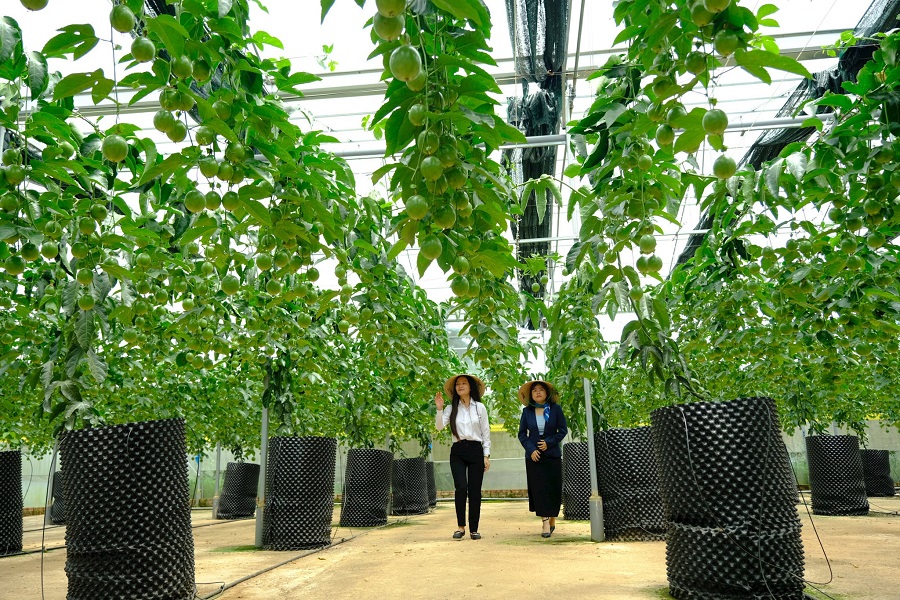 Toàn tỉnh Lâm Đồng có 10 mã số vùng trồng chanh dây với tổng diện tích 239,7 ha. Toàn tỉnh Lâm Đồng có 10 mã số vùng trồng chanh dây với tổng diện tích 239,7 ha.