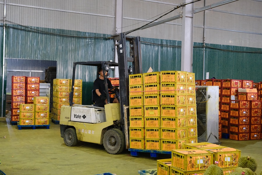 Xuất khẩu sầu riêng đã và đang mang lại nguồn thu nhập đáng kể cho người dân và doanh nghiệp. Xuất khẩu sầu riêng đã và đang mang lại nguồn thu nhập đáng kể cho người dân và doanh nghiệp.