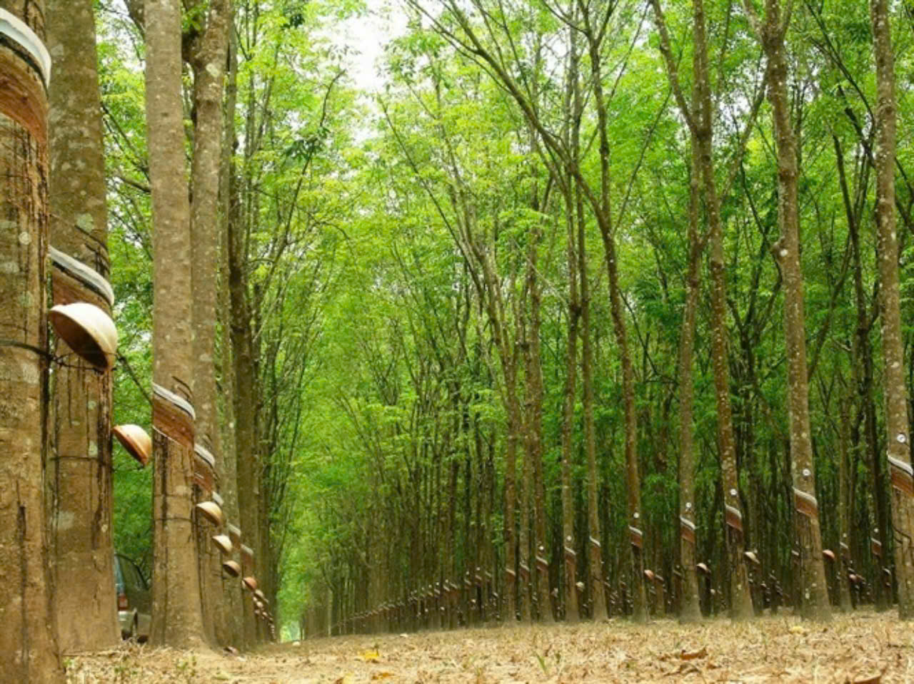 Giá cao su hôm nay 3/8: Thị trường khởi sắc Giá cao su hôm nay 3/8: Thị trường khởi sắc