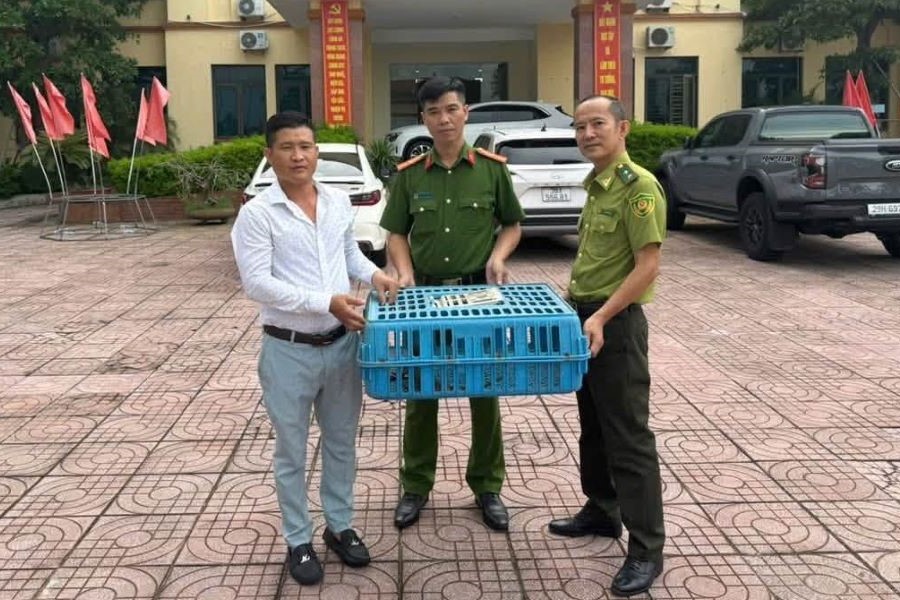 Anh Lê Hải Quân tự nguyện giao nộp cá thể kỳ tôm cho lực lượng chức năng Anh Lê Hải Quân tự nguyện giao nộp cá thể kỳ tôm cho lực lượng chức năng