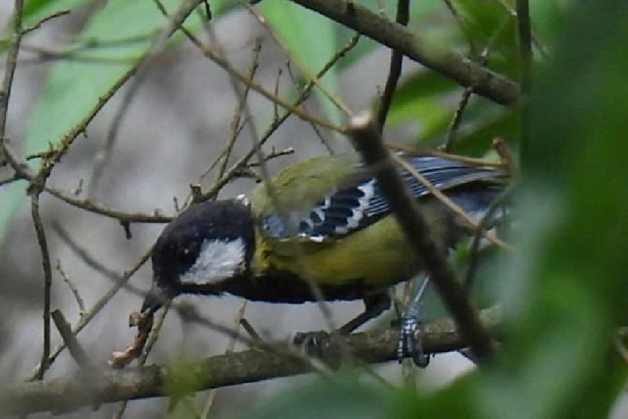 Bạc má bụng vàng (Parus monticolus) ở Vườn Quốc gia Phong Nha - Kẻ Bàng Bạc má bụng vàng (Parus monticolus) ở Vườn Quốc gia Phong Nha - Kẻ Bàng