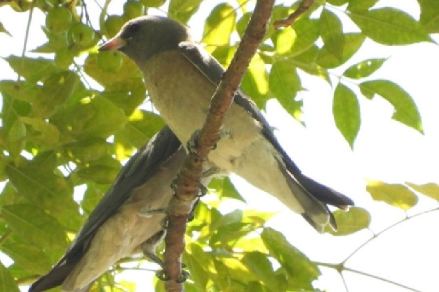 Nhạn rừng (Artamus fuscus) ở Vườn Quốc gia Phong Nha - Kẻ Bàng Nhạn rừng (Artamus fuscus) ở Vườn Quốc gia Phong Nha - Kẻ Bàng