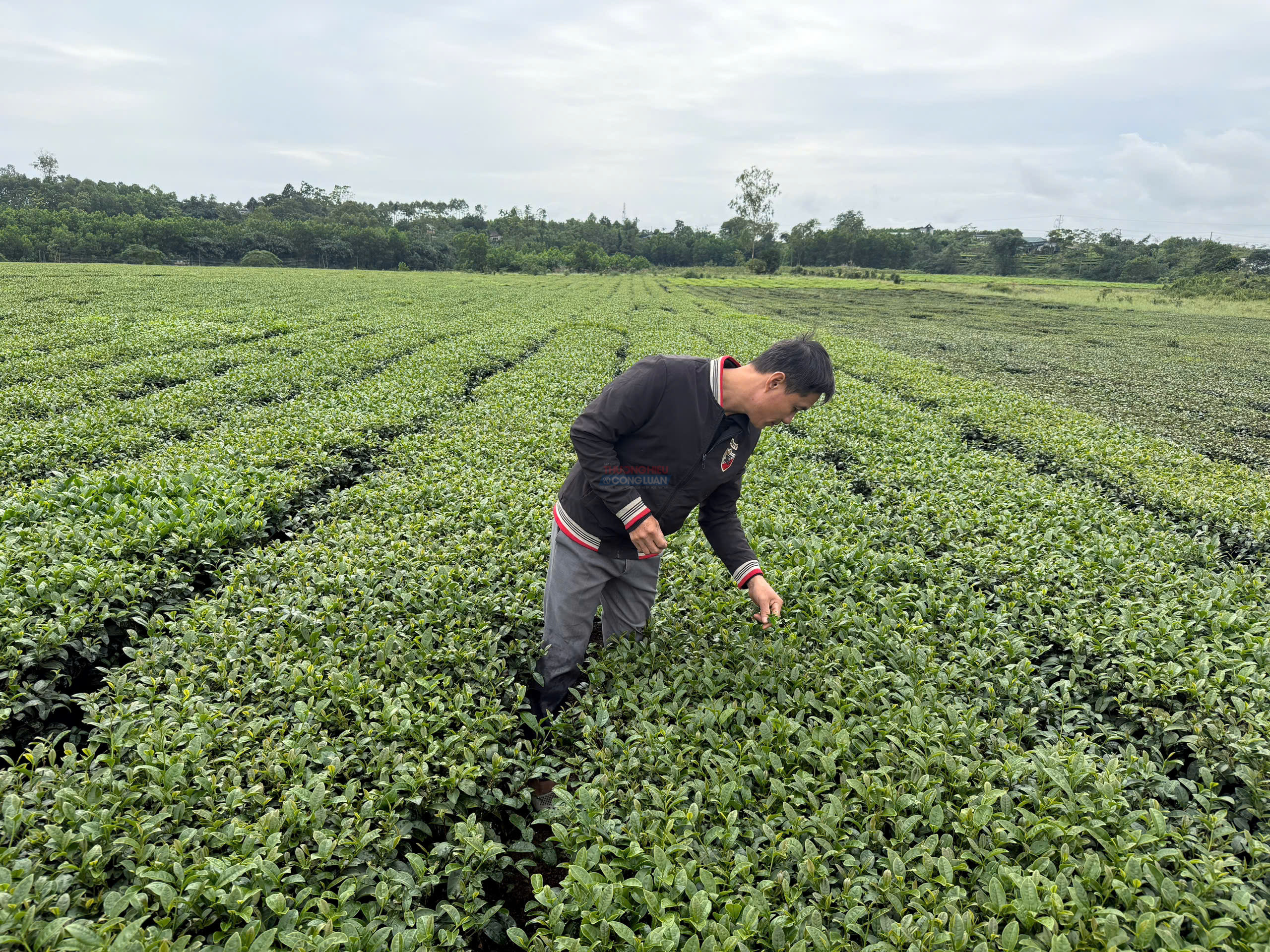 M&ocirc; h&igrave;nh trồng ch&egrave; hữu cơ được triển khai tại Đường Hoa