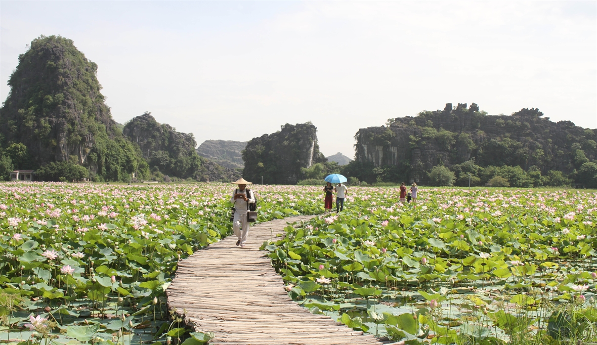 Cánh đồng sen Nhật tại huyện Hoa Lư, tỉnh Ninh Bình phục vụ du khách đến tham quan. Cánh đồng sen Nhật tại huyện Hoa Lư, tỉnh Ninh Bình phục vụ du khách đến tham quan.
