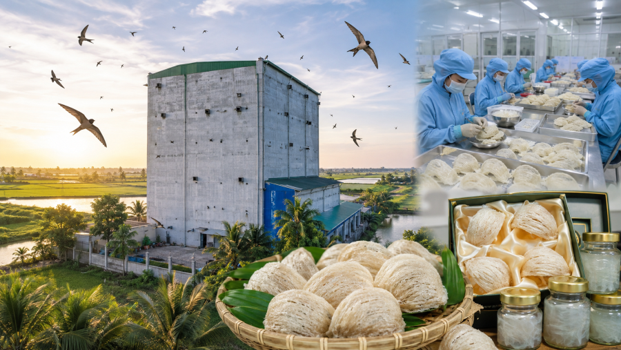 Đồng Th&aacute;p siết truy xuất nguồn gốc, n&acirc;ng chuẩn thương hiệu yến s&agrave;o
