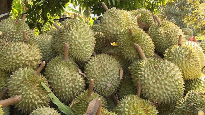 Gi&aacute; sầu ri&ecirc;ng h&ocirc;m nay 5/8: Sầu Th&aacute;i loại đẹp giữ mốc 85.000 đồng/kg