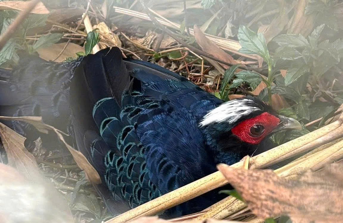 G&agrave; l&ocirc;i lam m&agrave;o trắng