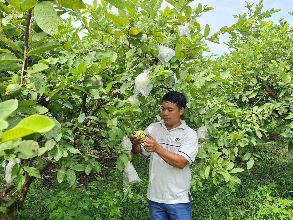 Việc số h&oacute;a thủ tục cấp m&atilde; số v&ugrave;ng trồng v&agrave; cơ sở đ&oacute;ng g&oacute;i được kỳ vọng gi&uacute;p r&uacute;t ngắn thời gian xử l&yacute; hồ sơ, giảm chi ph&iacute; v&agrave; n&acirc;ng cao năng lực cạnh tranh cho n&ocirc;ng sản Việt Nam tr&ecirc;n thị trường quốc tế. Ảnh: VGP/TT.