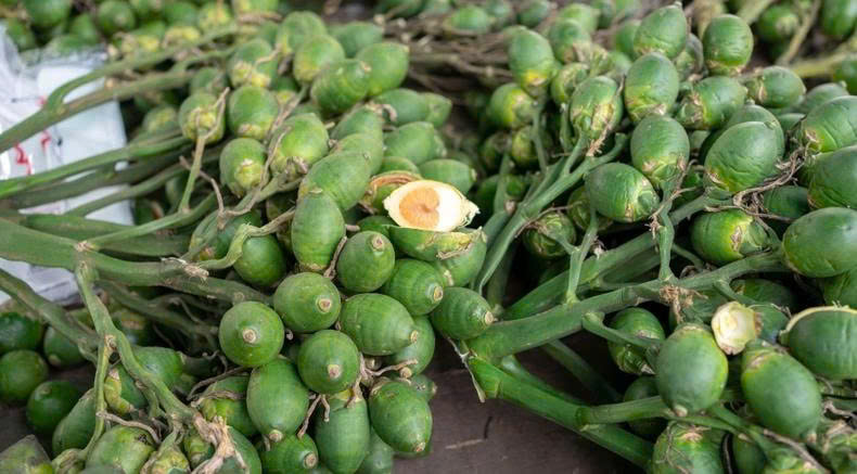 Quả cau không chỉ gắn với tục ăn trầu mà còn được dùng trong y học cổ truyền. Quả cau không chỉ gắn với tục ăn trầu mà còn được dùng trong y học cổ truyền.