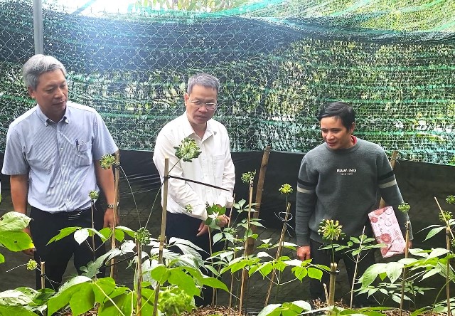 Chủ tịch UBND th&agrave;nh phố Nguyễn Mạnh H&ugrave;ng tham quan vườn trồng s&acirc;m ti&ecirc;u biểu tr&ecirc;n địa b&agrave;n x&atilde; Tr&agrave; Linh.