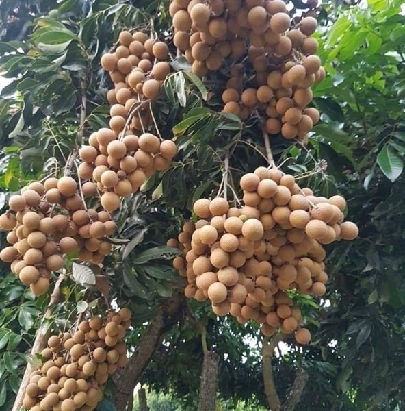 Sản phẩm nhãn Hưng Yên được xuất khẩu đi nhiều nước Sản phẩm nhãn Hưng Yên được xuất khẩu đi nhiều nước