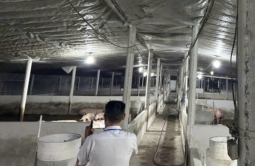 Cán bộ thú y lấy mẫu xét nghiệm đối với heo tại cơ sở thu gom ở phường Trị An. Cán bộ thú y lấy mẫu xét nghiệm đối với heo tại cơ sở thu gom ở phường Trị An.