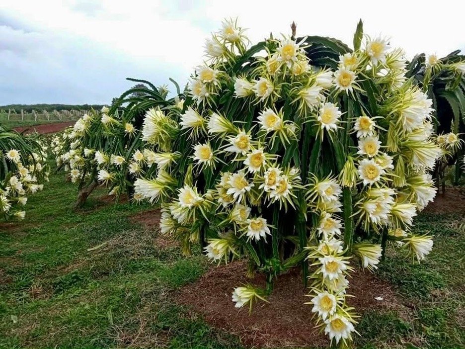 Lâm Đồng là tỉnh có diện tích thanh long lớn nhất nước. Ảnh PĐ Lâm Đồng là tỉnh có diện tích thanh long lớn nhất nước. Ảnh PĐ