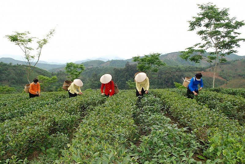 L&agrave;o Cai x&acirc;y dựng v&ugrave;ng ch&egrave; an to&agrave;n, chất lượng cao hướng tới thị trường EU