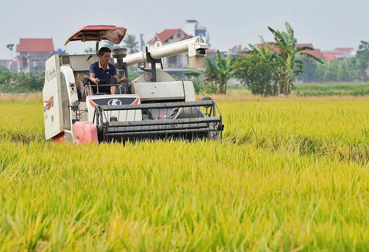 Ph&aacute;t triển chuỗi li&ecirc;n kết từ v&ugrave;ng nguy&ecirc;n liệu đến xuất khẩu được xem l&agrave; nền tảng để n&acirc;ng cao gi&aacute; trị hạt gạo Việt Nam v&agrave; mở rộng cơ hội cho nhiều doanh nghiệp tham gia thị trường. Ảnh VGP