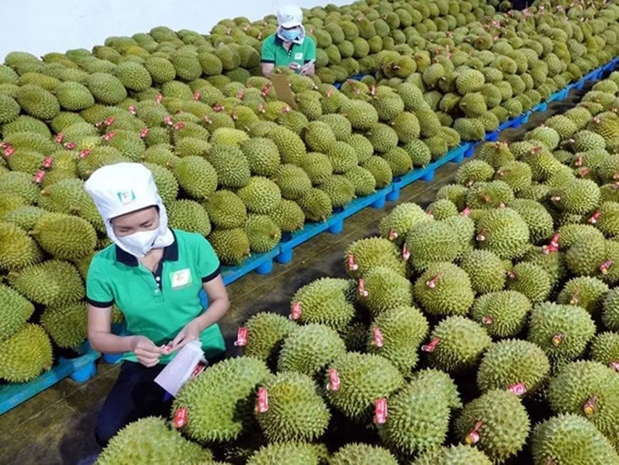 Gi&aacute; sầu ri&ecirc;ng h&ocirc;m nay 11/8: Thị trường biến động