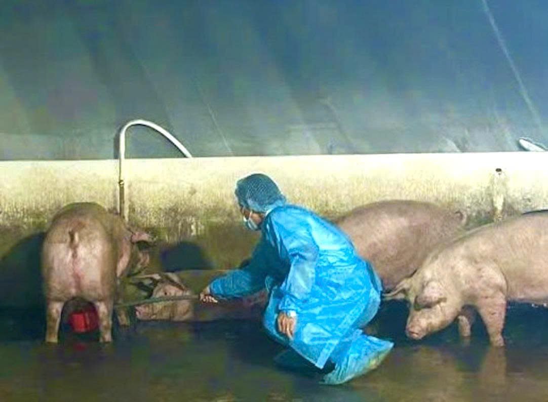 C&aacute;n bộ th&uacute; y lấy mẫu x&eacute;t nghiệm đối với heo tại cơ sở thu gom ở phường Trị An.